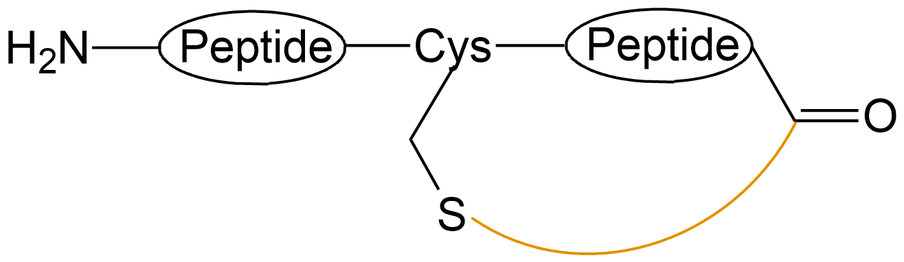 酰胺键环状多肽(专肽生物www.allpeptide.com)