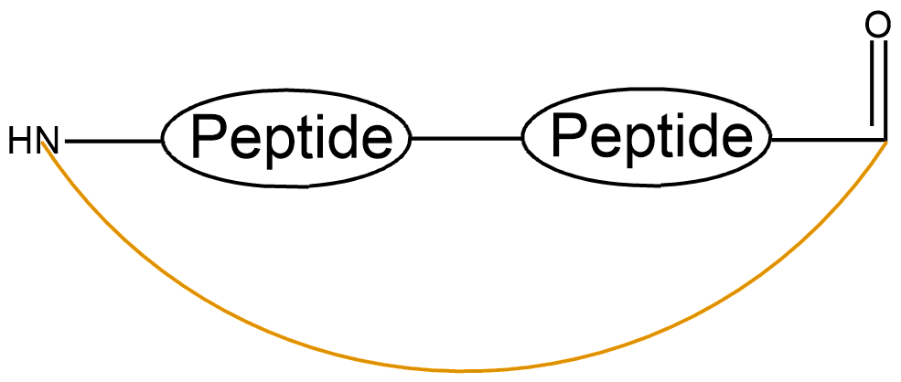 酰胺键环状多肽(专肽生物www.allpeptide.com)