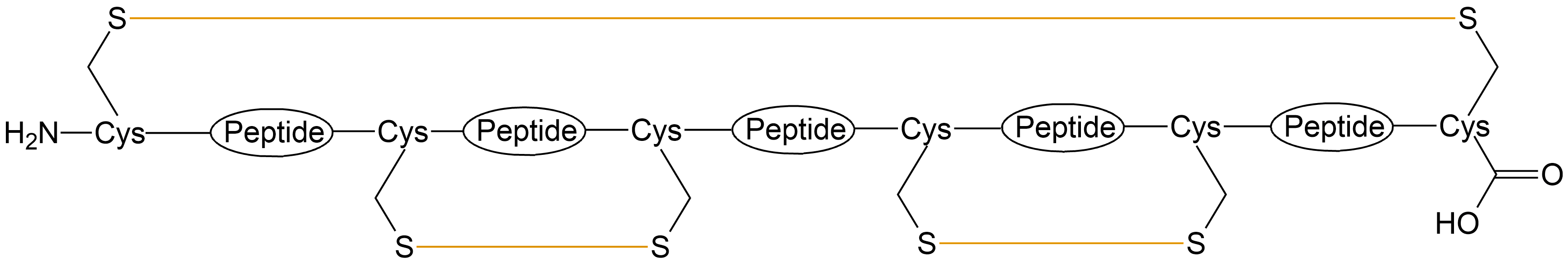 酰胺键环状多肽(专肽生物www.allpeptide.com)