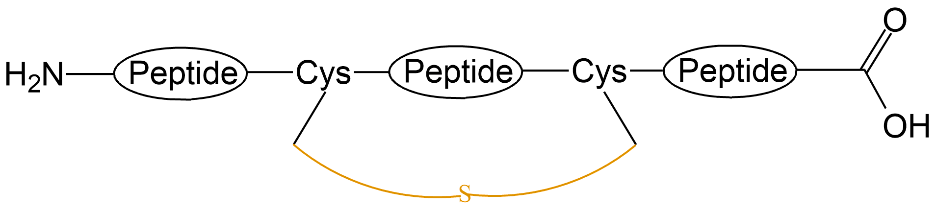 酰胺键环状多肽(专肽生物www.allpeptide.com)