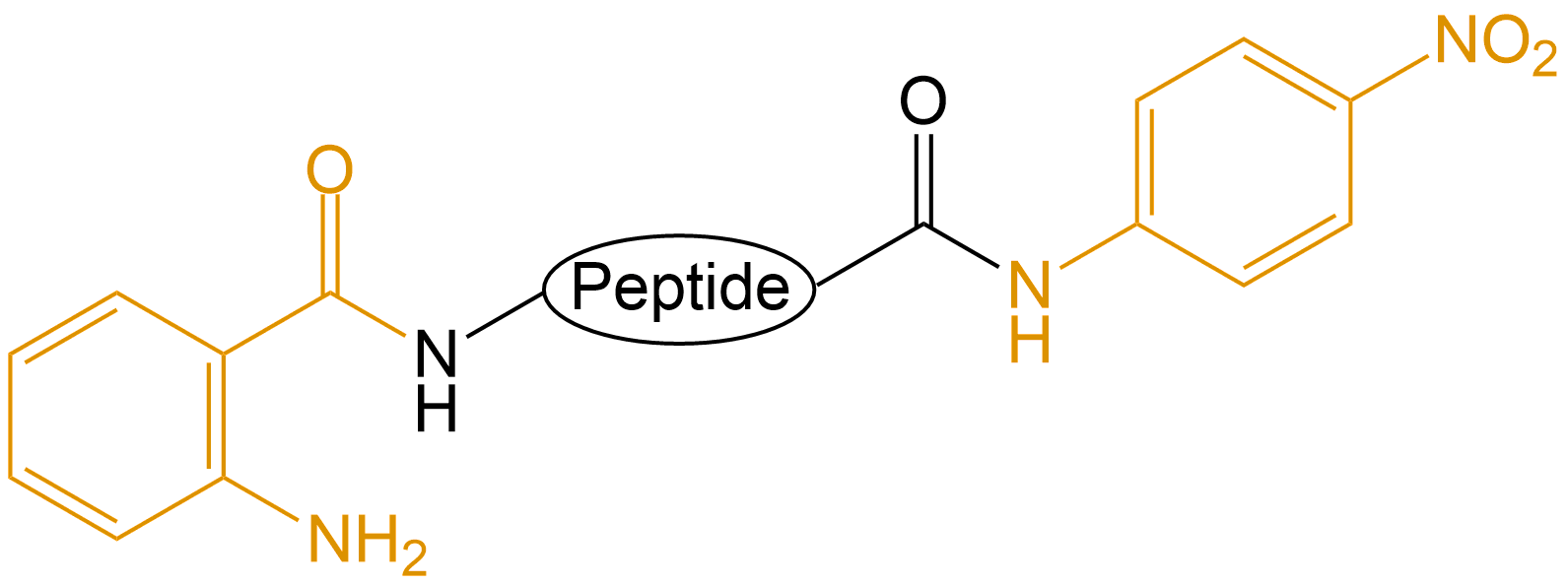 Abz和pNA双标记(专肽生物www.allpeptide.com)