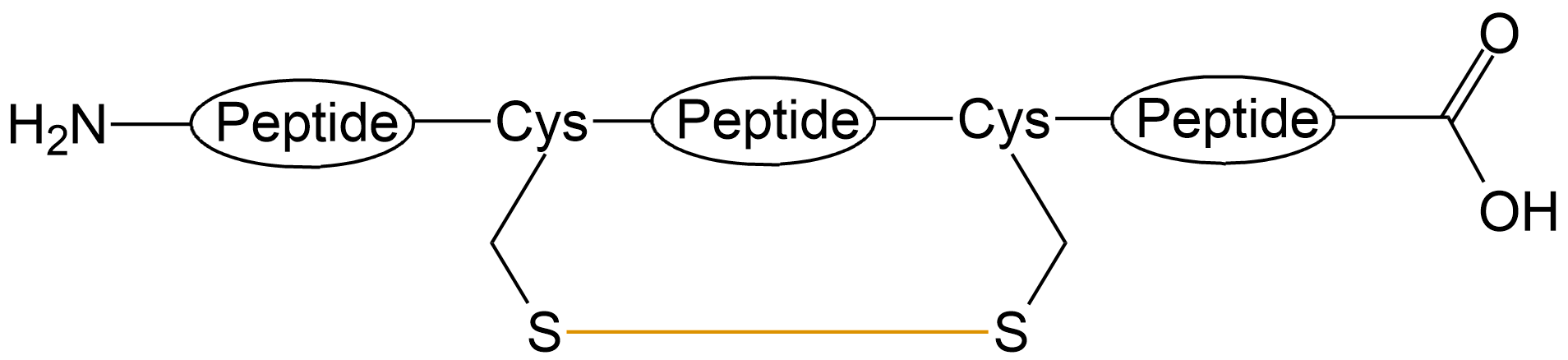 酰胺键环状多肽(专肽生物www.allpeptide.com)