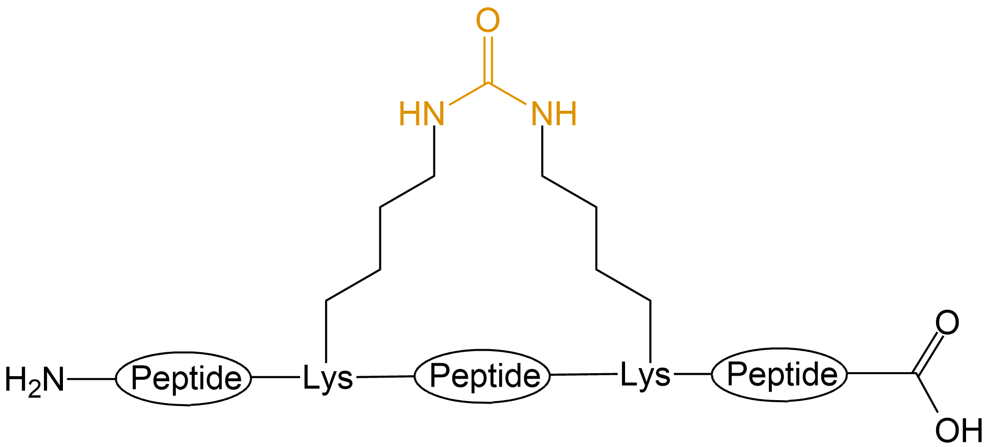 酰胺键环状多肽(专肽生物www.allpeptide.com)