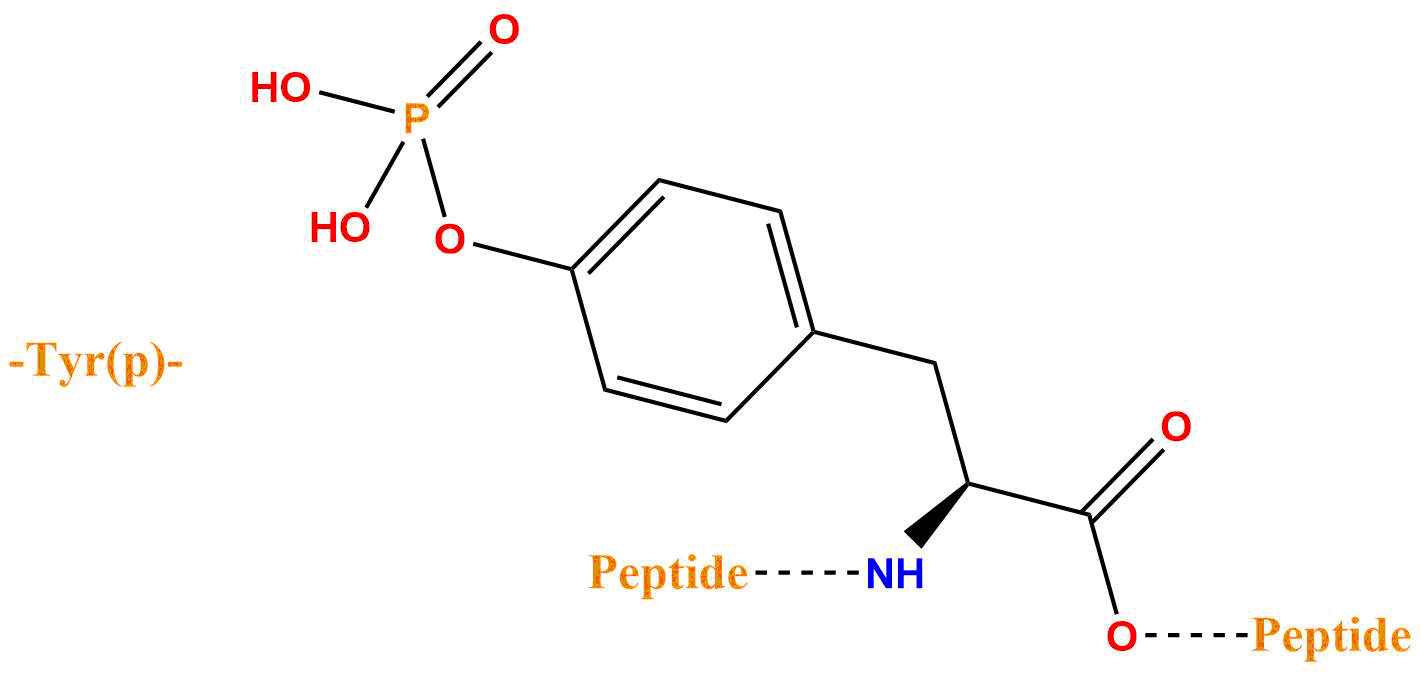 磷酸化酪氨酸(专肽生物www.allpeptide.com)