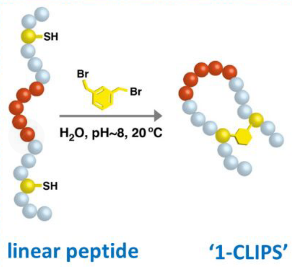 酰胺键环状多肽(专肽生物www.allpeptide.com)