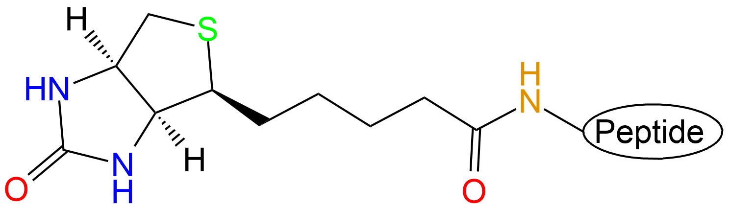 生物素标记多肽(专肽生物www.allpeptide.com)