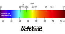 荧光标记修饰服务