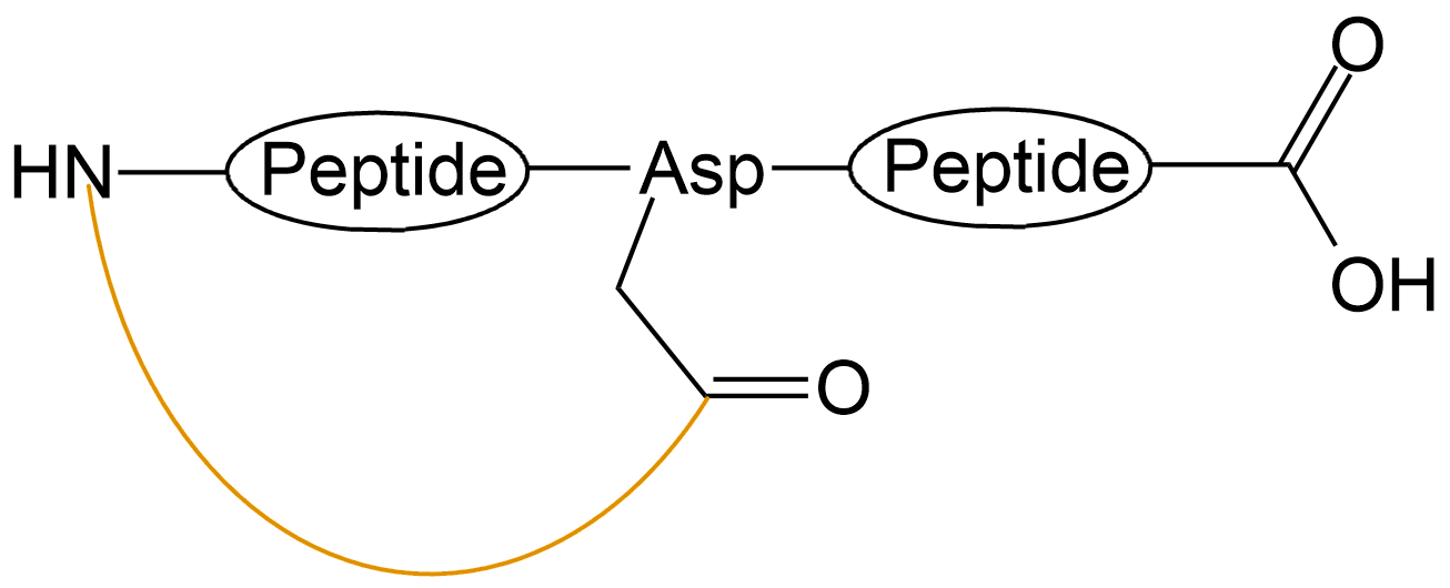 酰胺键环状多肽(专肽生物www.allpeptide.com)