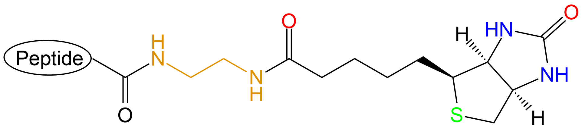 生物素标记多肽(专肽生物www.allpeptide.com)
