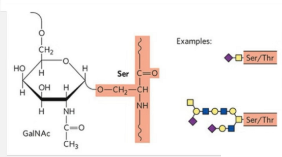 糖肽合成(专肽生物www.allpeptide.com)