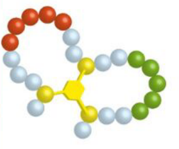 酰胺键环状多肽(专肽生物www.allpeptide.com)