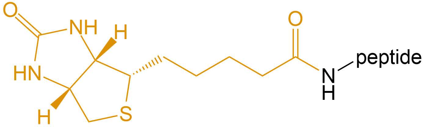 多肽生物素修饰(专肽生物www.allpeptide.com)
