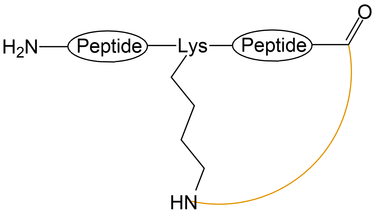 酰胺键环状多肽(专肽生物www.allpeptide.com)