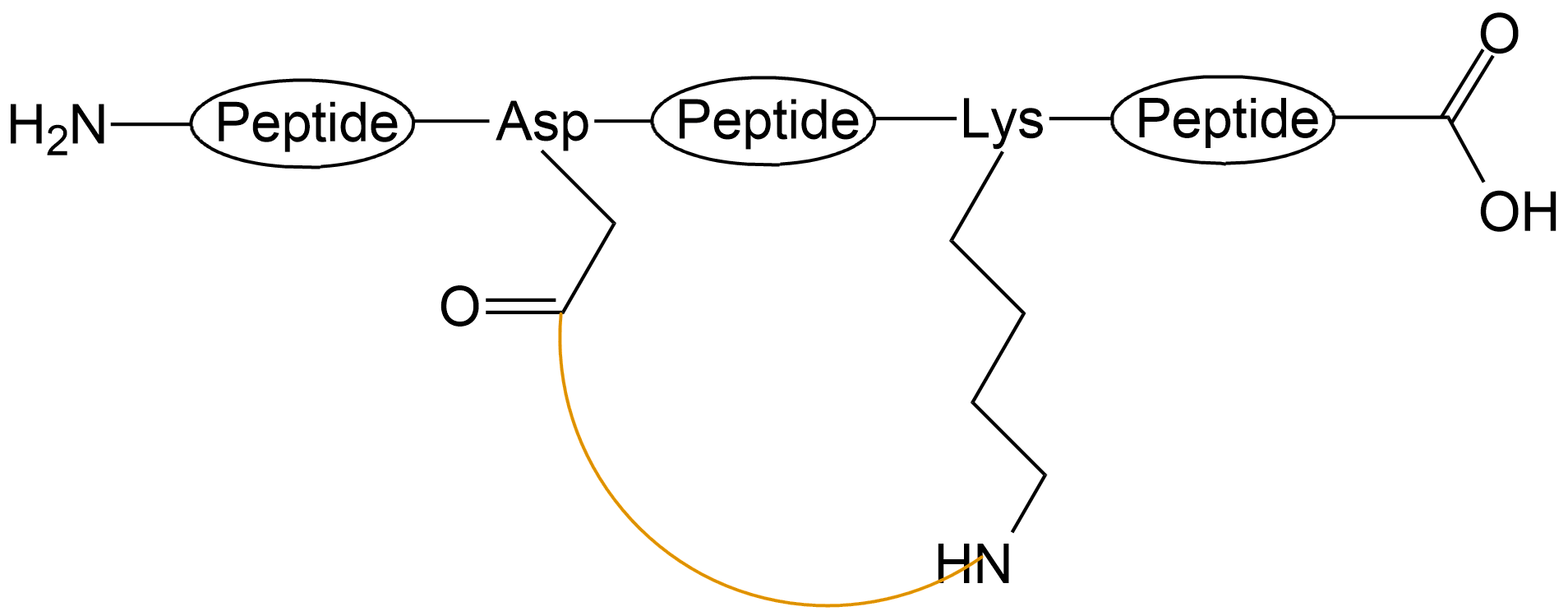 酰胺键环状多肽(专肽生物www.allpeptide.com)