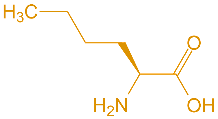 正亮氨酸(专肽生物www.allpeptide.com)