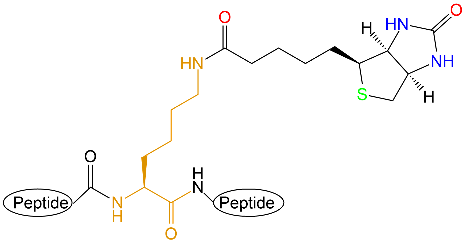 生物素标记多肽(专肽生物www.allpeptide.com)