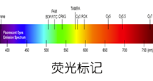 荧光标记修饰服务
