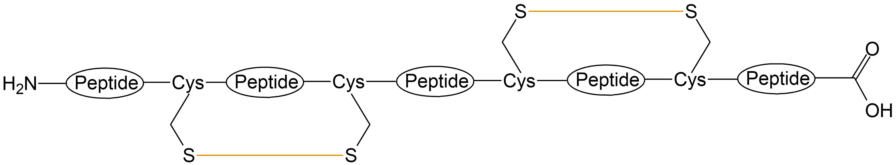 酰胺键环状多肽(专肽生物www.allpeptide.com)